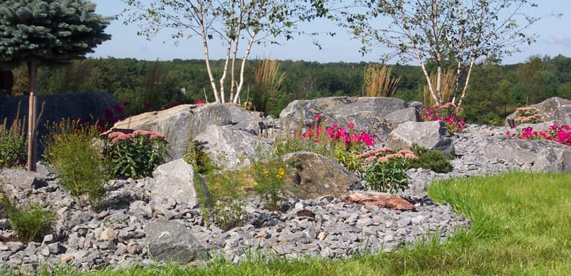 Natural rock garden with birch trees and perennial flowers